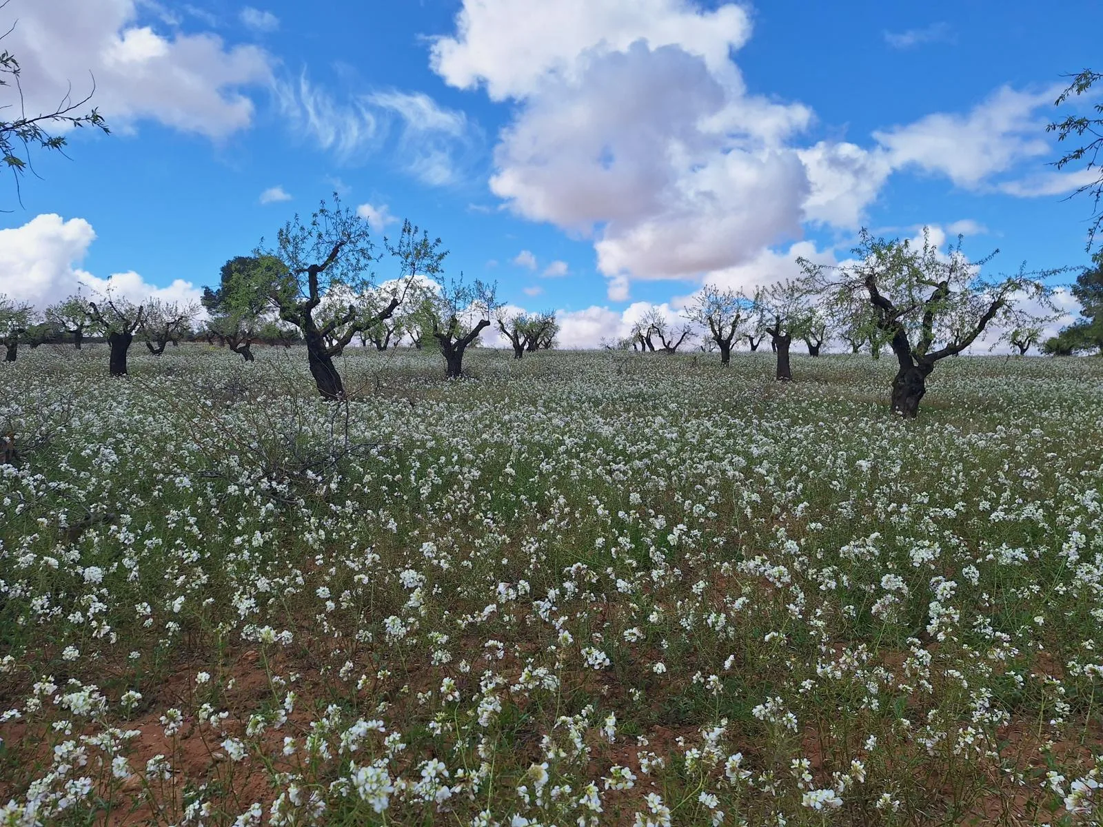 Nace el proyecto ESIL para impulsar la bioeconomía y los servicios ecosistémicos en Castilla-La Mancha